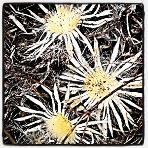 Mountain Flowers