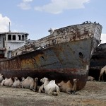 boats and camels on the aral sea camels