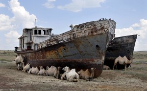 boats and camels on the aral sea camels